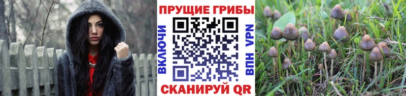 Псилоцибиновые грибы Cubensis  Купить где  Данилов 